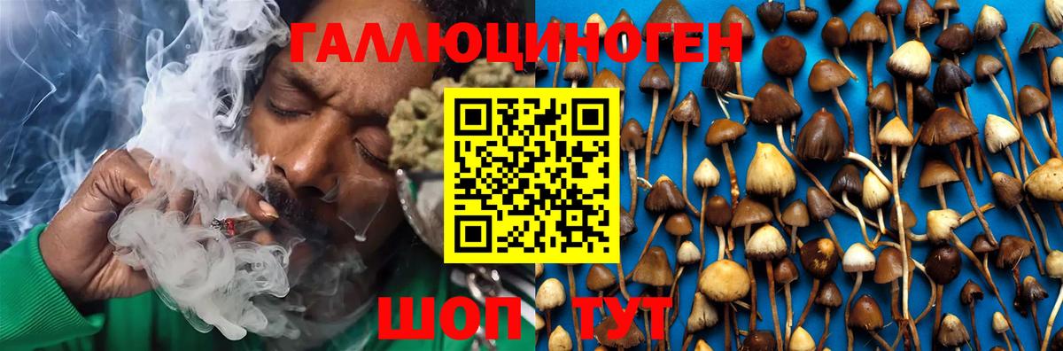 Псилоцибиновые грибы GOLDEN TEACHER Шатура